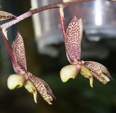 Catasetum confusum